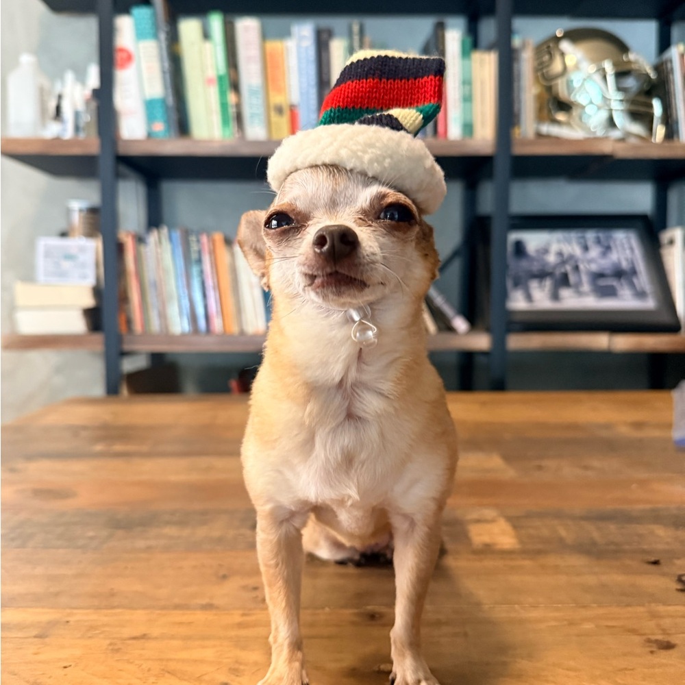 🎅 Striped Knit Elf Hat for Small Dogs